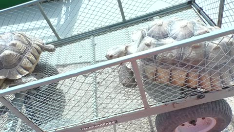 Tortoises in the cart...and breaking it. Look at that cute foot!!!