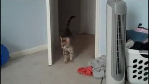 Cautious cat surprise