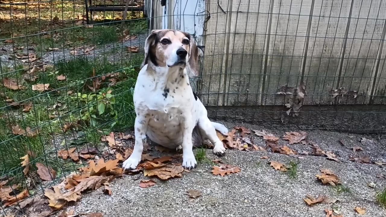 Bandit