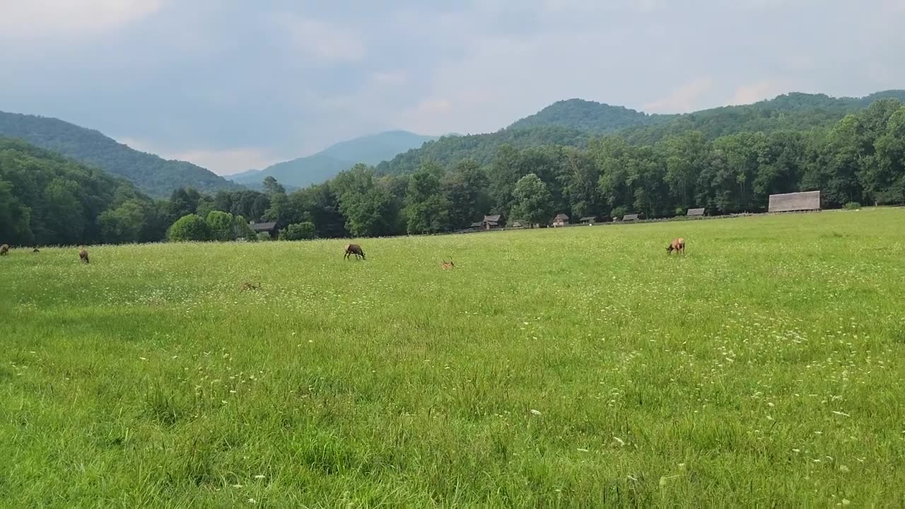 Cherokee North Carolina, where people have to jump over Elk, so many are there !