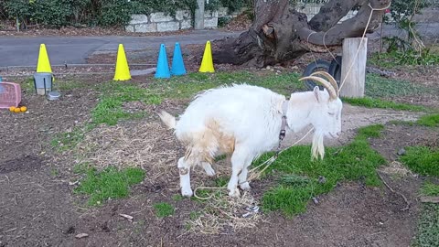 冬休み明けの山羊さん