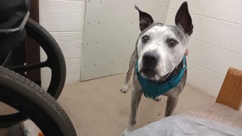 Rocky's our mascot PACC shelter Alumni Lovely TRN volunteer brings Rocky with her sundays20251116362