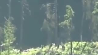 Bigfoot Sighting in BC: What Happened in 2012?