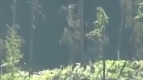 Bigfoot Sighting in BC: What Happened in 2012?