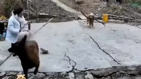 Funniest Dogs and Cats of 2025😼🐶You Laugh You lose😜