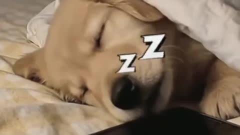 Unlock Your Dog’s Mind 🐶✨ The Course Every Dog Parent Needs!