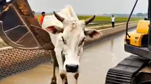 Viral: Brave Farmers Rescues Cow Drowning In Fast Flowing River! #humanity #cow