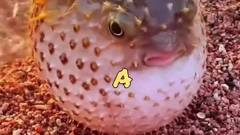 Funny Animal Videos