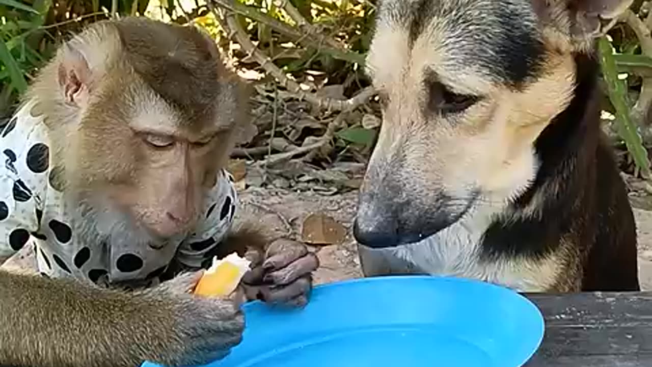 Funny animals