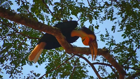 Great Hornbill AT BAYON Temple: Rarest Animal