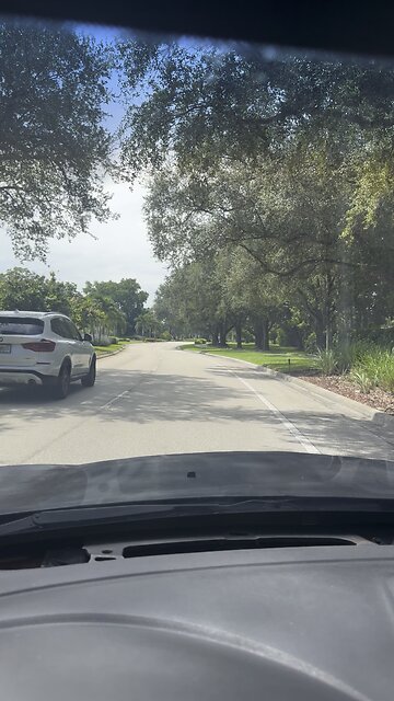 Bald Eagle Naples Florida