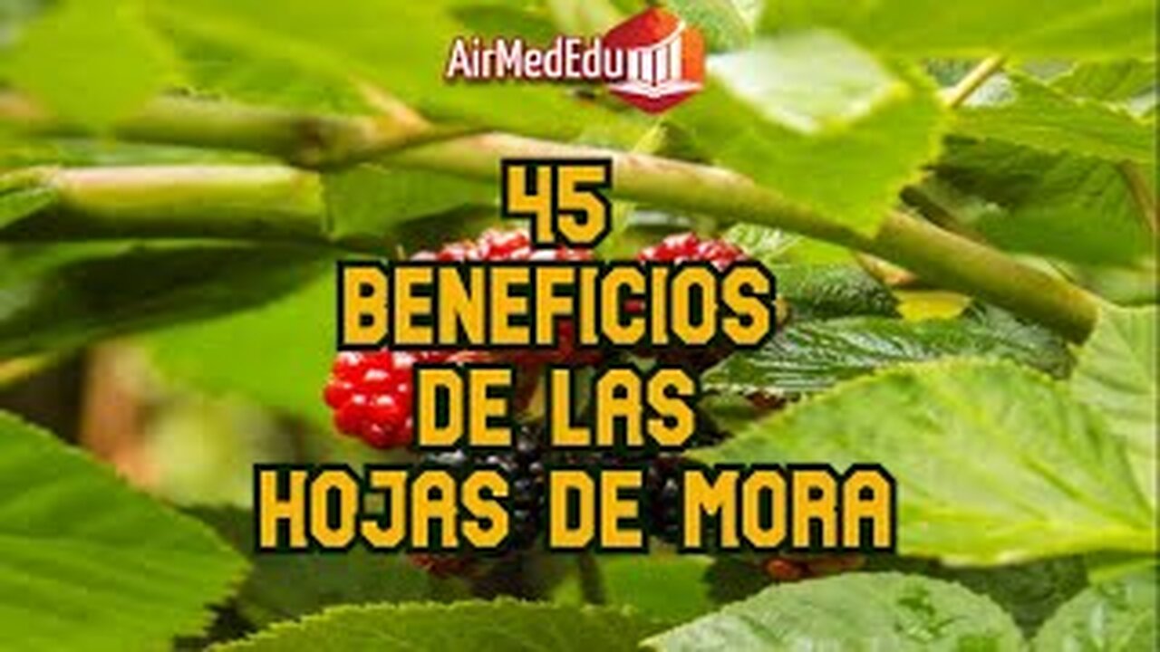 45 Beneficios de las Hojas de Mora
