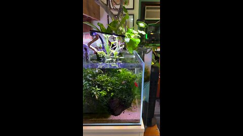 just waiting for tannins to clear, my fish creator since returnng from japan