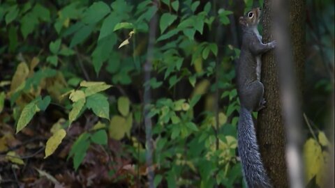 Squirrel sound effect | What sounds do Squirrels make?