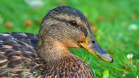 Few More Female Mallard Duck Hen Close-up Video Portraits