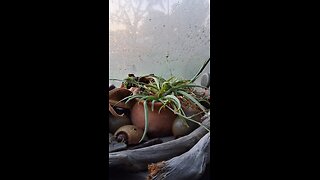 Mr Plant