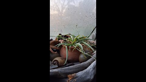 Mr Plant