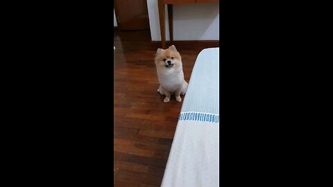 Mr.Singer (Sing with me) #dogsinging #petlovers #funnypuppy #funnydog #dogshort #doglife #doglove