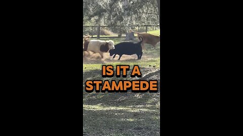 Is This a Mini Cow Stampede?! 😂🐮
