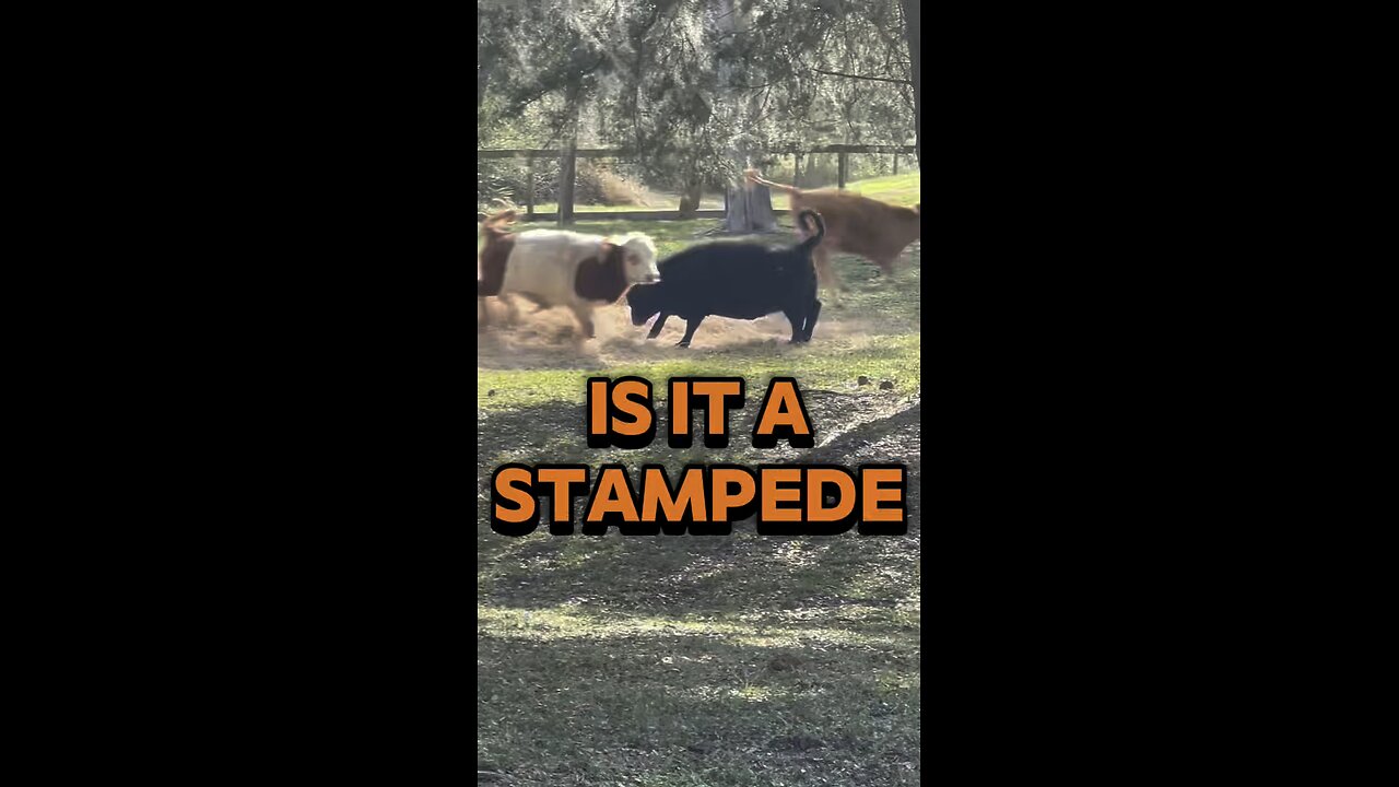 Is This a Mini Cow Stampede?! 😂🐮