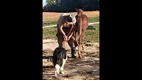 Sriracha (See-Rah-Cha) first hoof trimming 29 Sept 2025