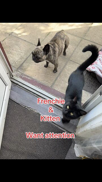 Kitten and Frenchie
