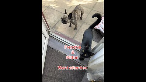 Kitten and Frenchie
