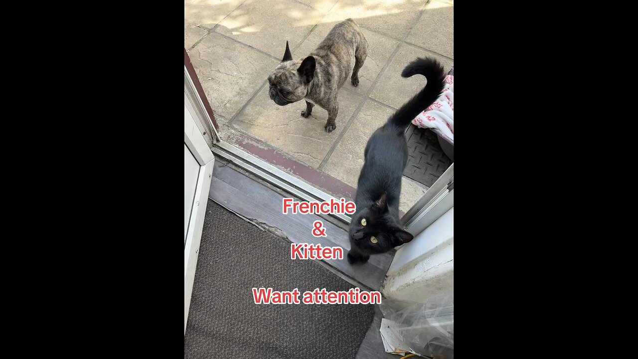 Kitten and Frenchie