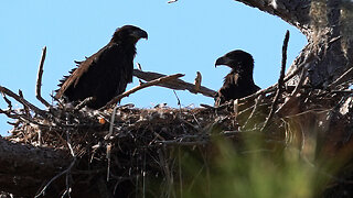 Bald Eagle Family Life on the Anclote River: Eaglets Grow Up and Dinner Arrives!