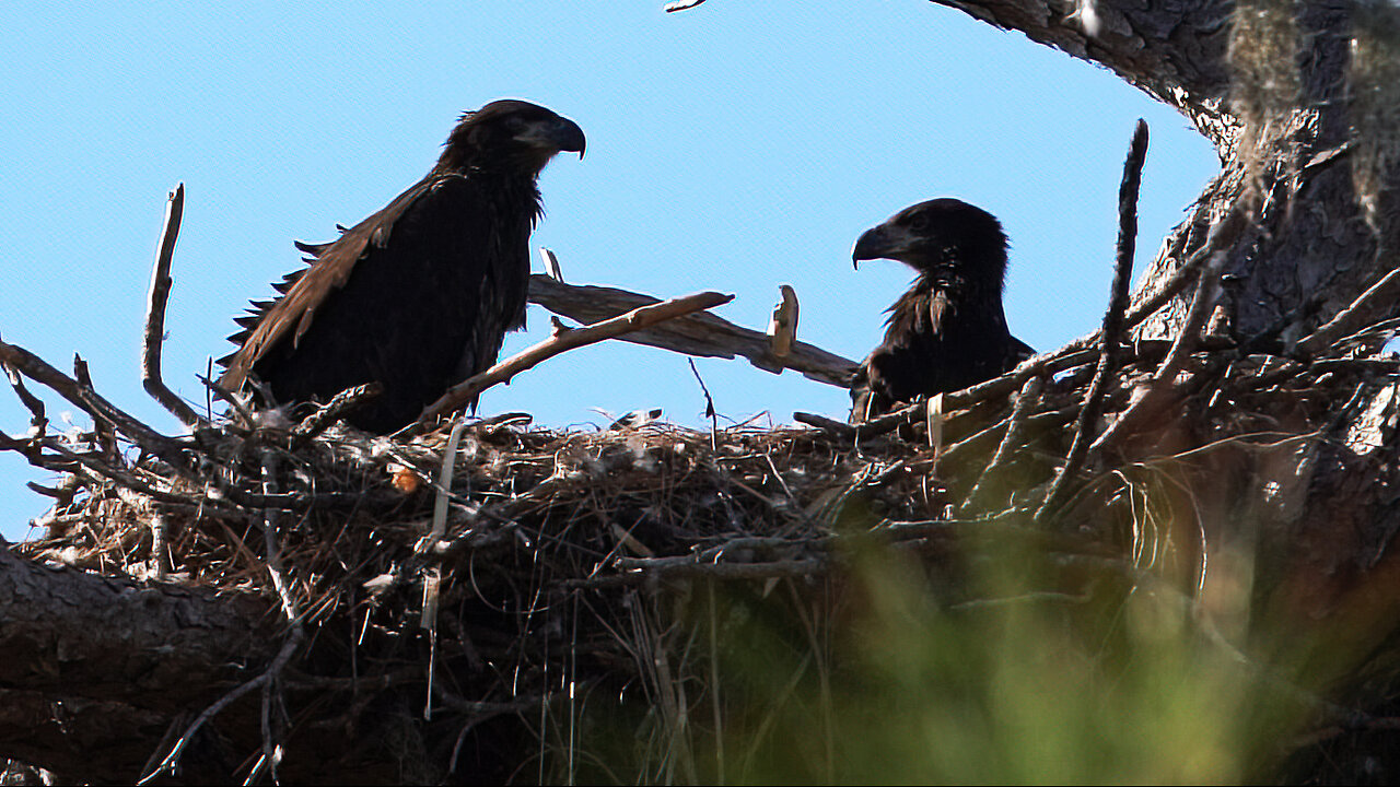 Bald Eagle Family Life on the Anclote River: Eaglets Grow Up and Dinner Arrives!