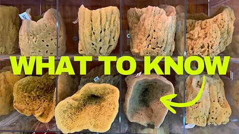 What Happens When You Find a Real Sea Sponge?