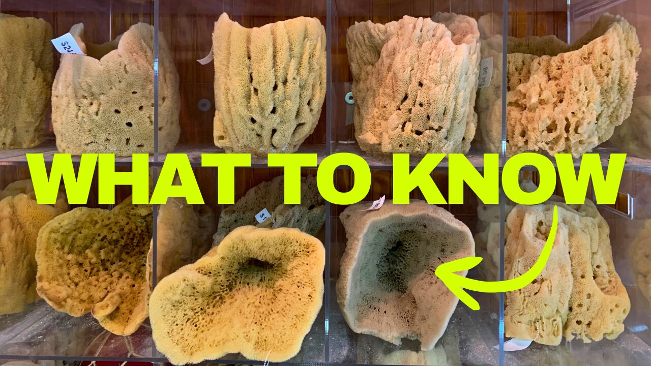 What Happens When You Find a Real Sea Sponge?