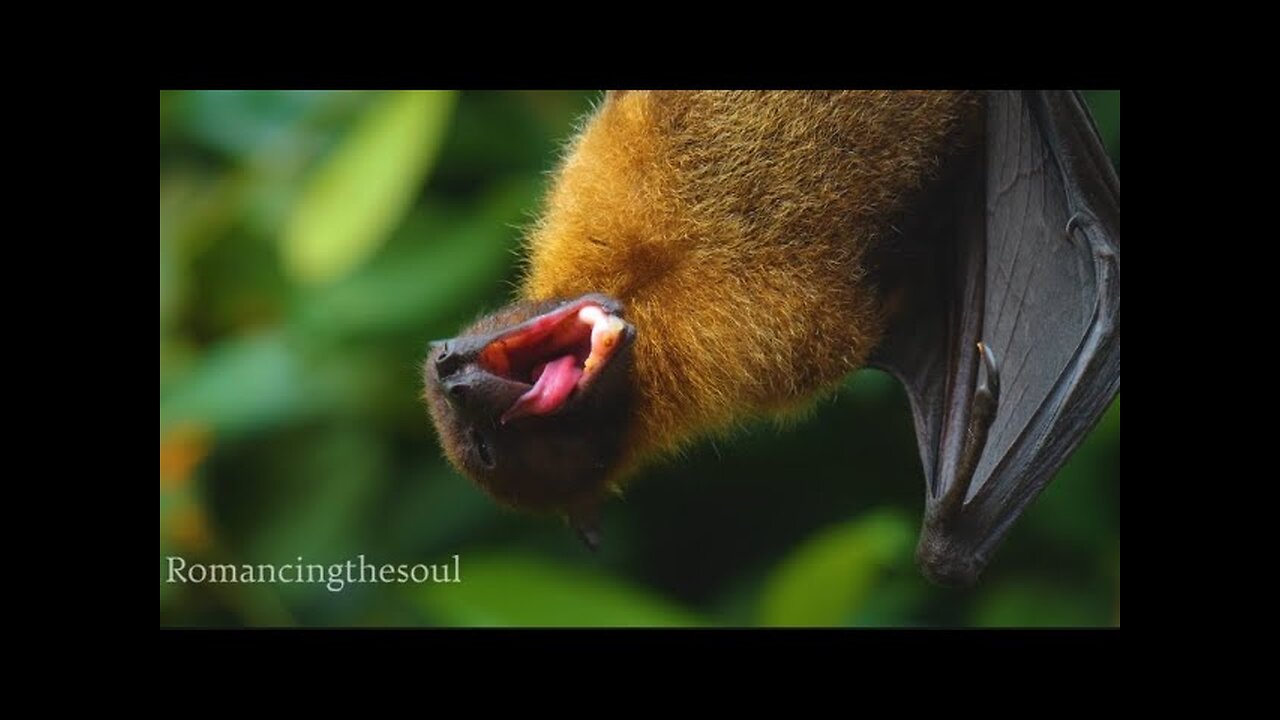 Bats ARE the most ADORABLE Creatures of the Night!