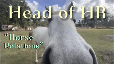 Every Barn Has One Trouble Maker… This One Has Four Legs 🐴😂