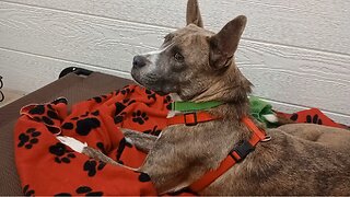 Monty 3y A877456@TRN in foster but lookin 4 forever home 1st intro trusts me enough 2 nap20251005798