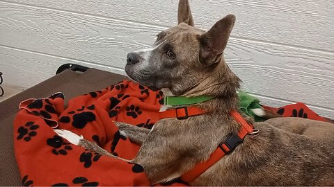 Monty 3y A877456@TRN in foster but lookin 4 forever home 1st intro trusts me enough 2 nap20251005798