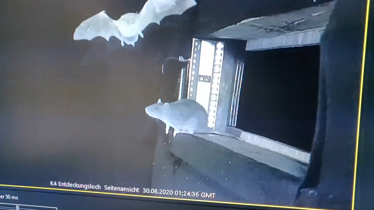 German scientists have recorded rats hunting bats mid-flight for the first time