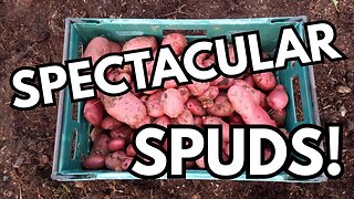 Planning, Potatoes + Problem-Solving: Autumn Gardening On The Allotment!