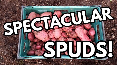 Planning, Potatoes + Problem-Solving: Autumn Gardening On The Allotment!