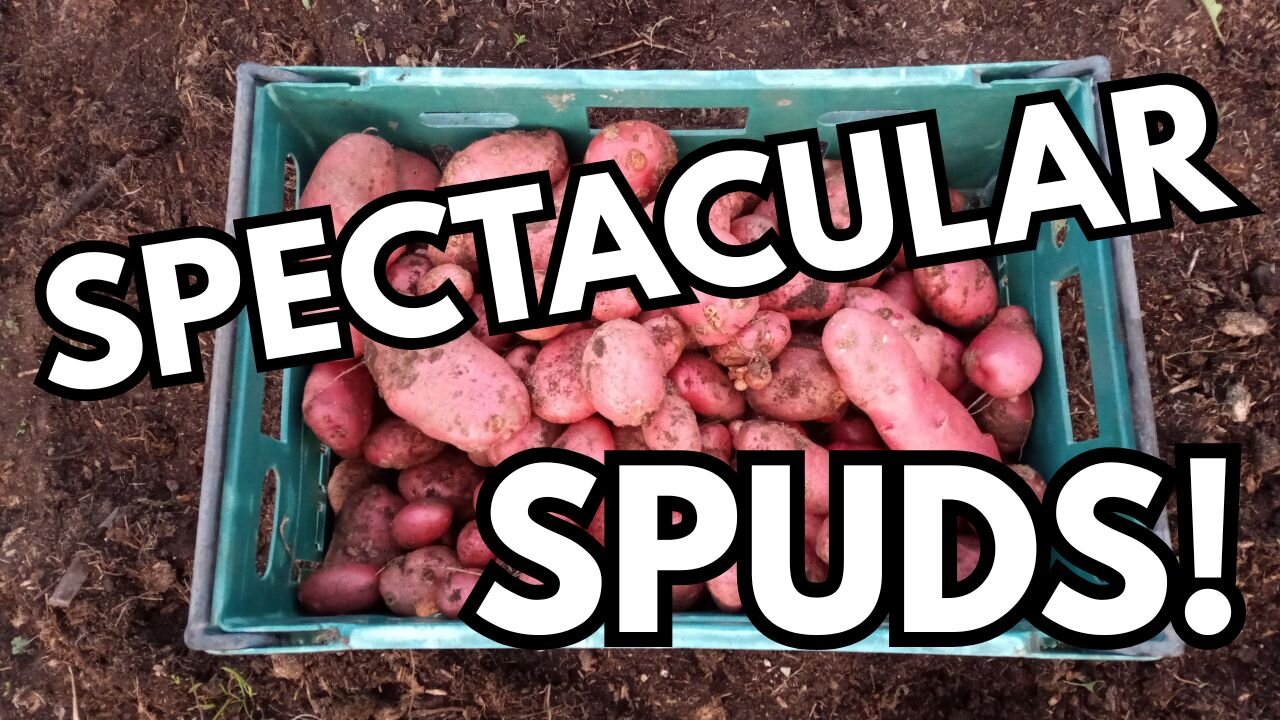 Planning, Potatoes + Problem-Solving: Autumn Gardening On The Allotment!