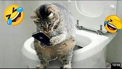 funny animals videos funniest cats and dogs 2025