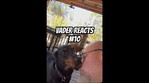 Doberman Reacts #10: Elon Musk vs Lemur 😂🐾 | Fan Submitted Dad Joke