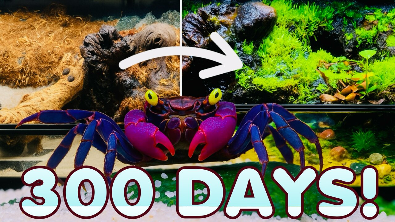 300 Day Indoor Ecosystem Simulation!