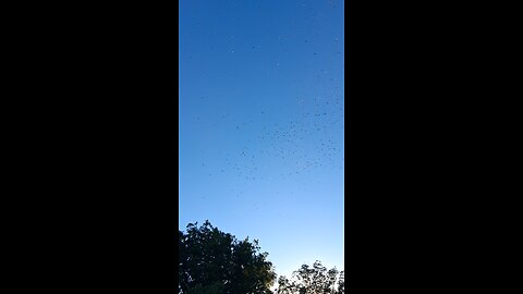 bird swarm