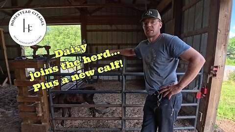 🐂 New Bull Calf & Daisy's Herd Adventure: A Busy Week on the Homestead!