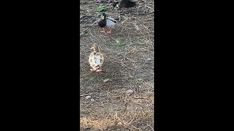 Mallard Ducks 🦆 & Canada Goose 🪿 #mallardducks #canadagoose #viral #followme #shorts #trending