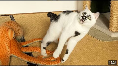 Funniest Animal Videos 2025 😹 When Pets Do the Silliest Things!