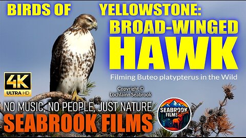 Birds of Yellowstone National Park: Broad-Winged Hawk - Filming Buteo platypterus in the Wild