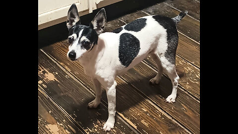 CATARACT SURGERY FOR YOUR PET... 02/09/26...