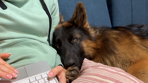 Clingy German Shepherd Never Leaves His Human Mom's Side